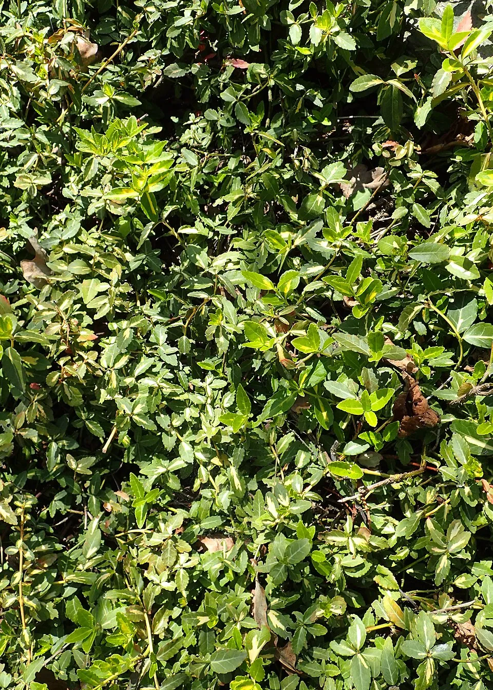 Sárga-tarka levelű, talajtakaró kecskerágó / Euonymus fortunei 'Sunspot'