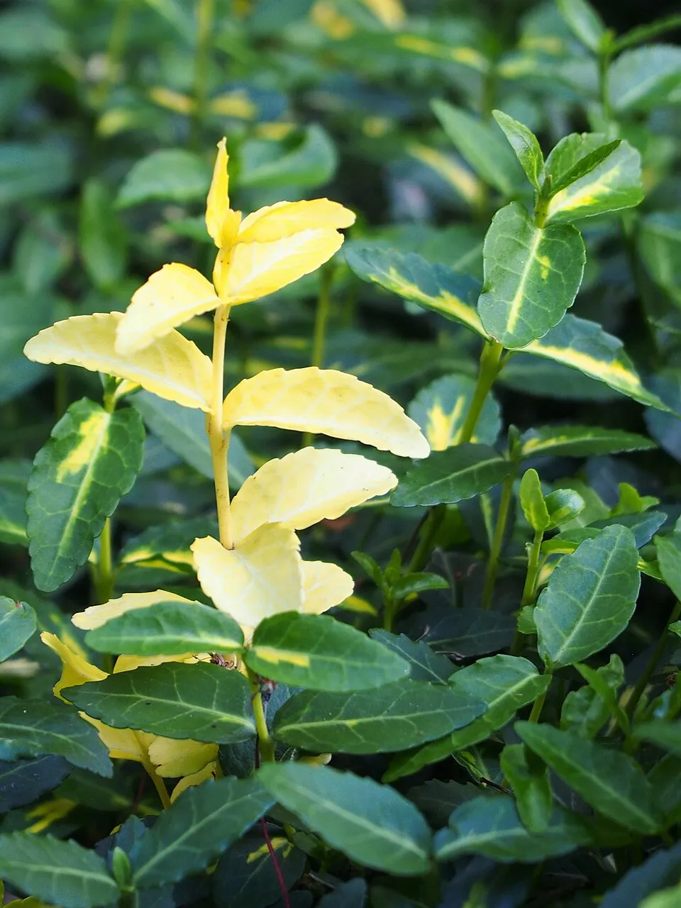 Sárga-tarka levelű, talajtakaró kecskerágó / Euonymus fortunei 'Sunspot'