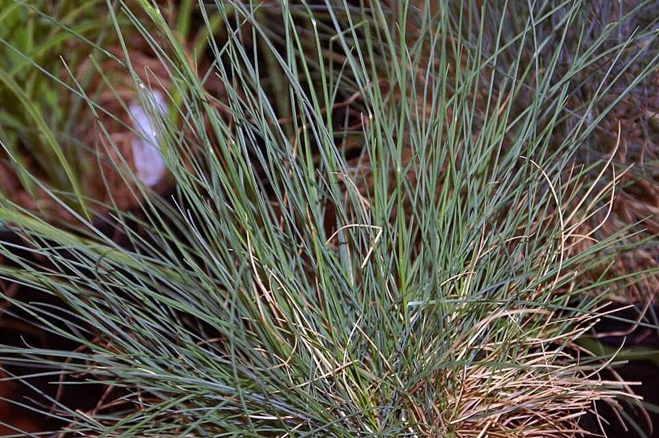 Kék deres csenkesz / Festuca glauca 'Elijah Blue'