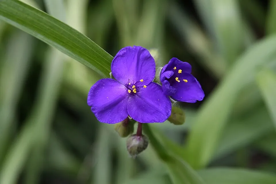 Kék deres csenkesz / Festuca glauca 'Elijah Blue'