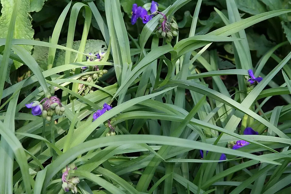 Kék deres csenkesz / Festuca glauca 'Elijah Blue'