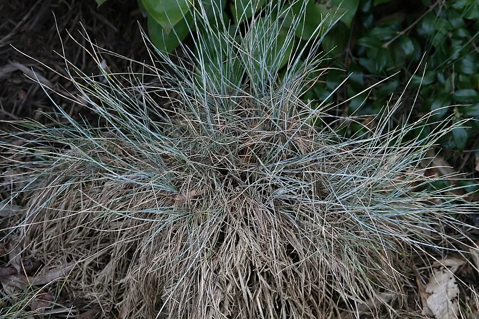 Kék deres csenkesz / Festuca glauca 'Elijah Blue'