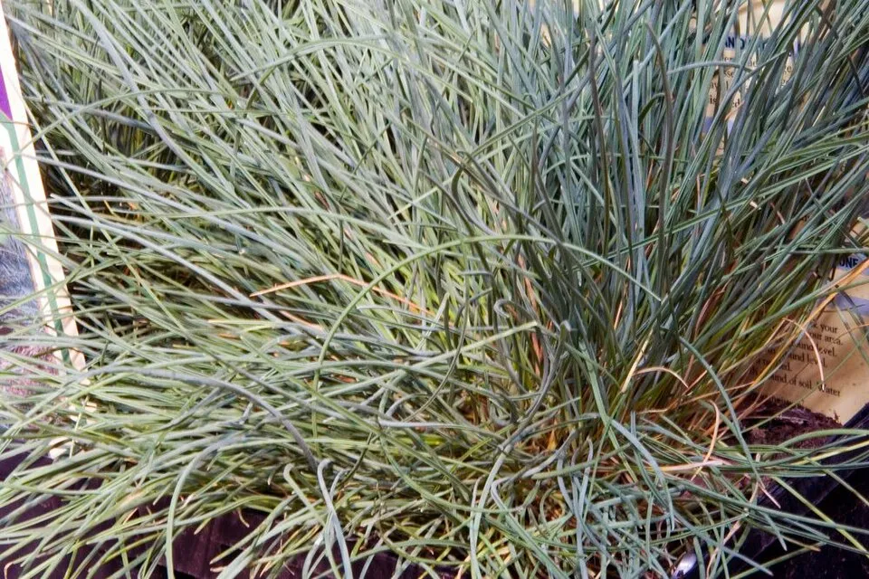 Kék deres csenkesz / Festuca glauca 'Elijah Blue'