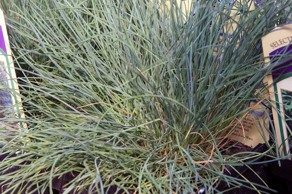 Kék deres csenkesz / Festuca glauca 'Elijah Blue'