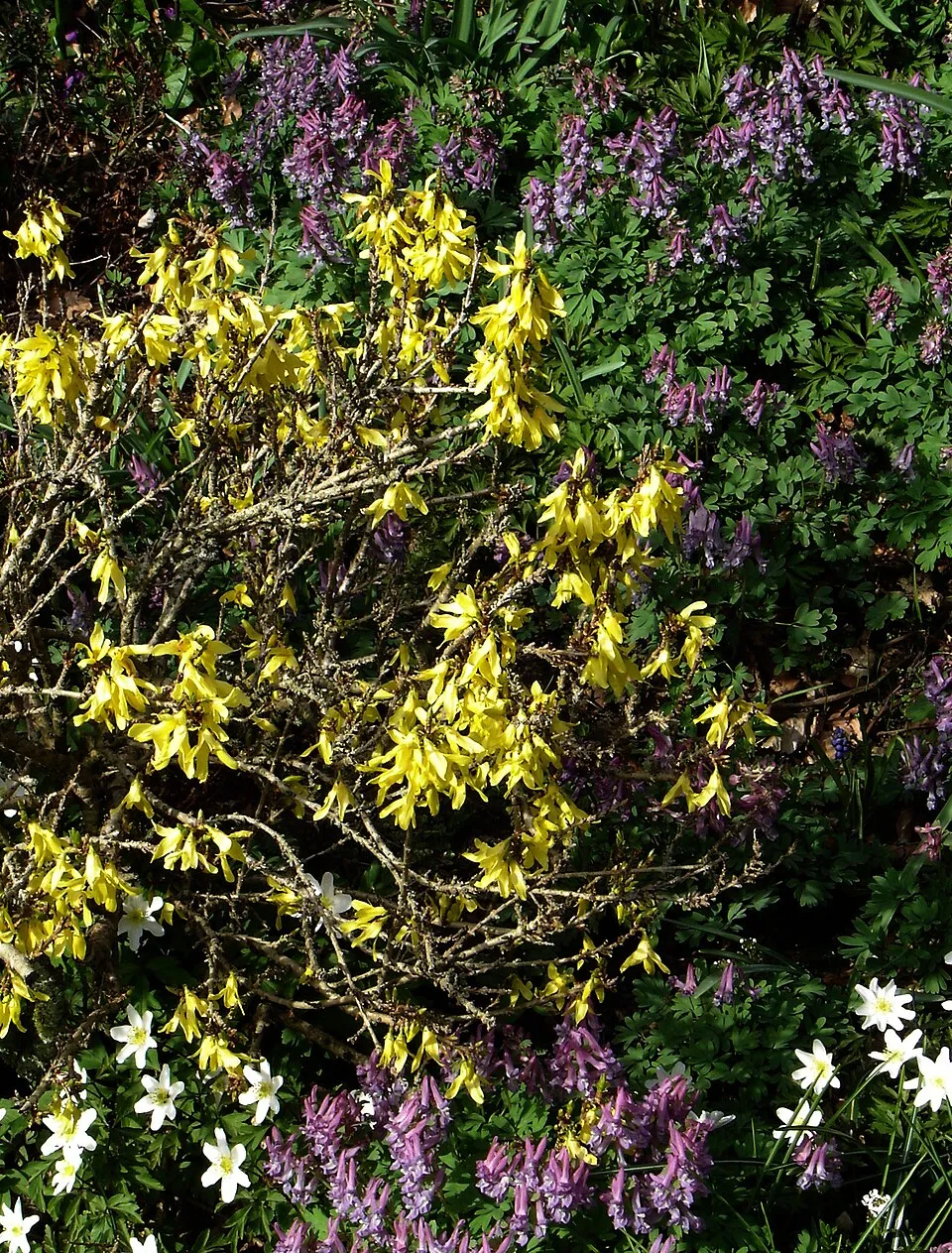 Tarkalevelű aranyvessző / Forsythia viridissima 'Kumson'