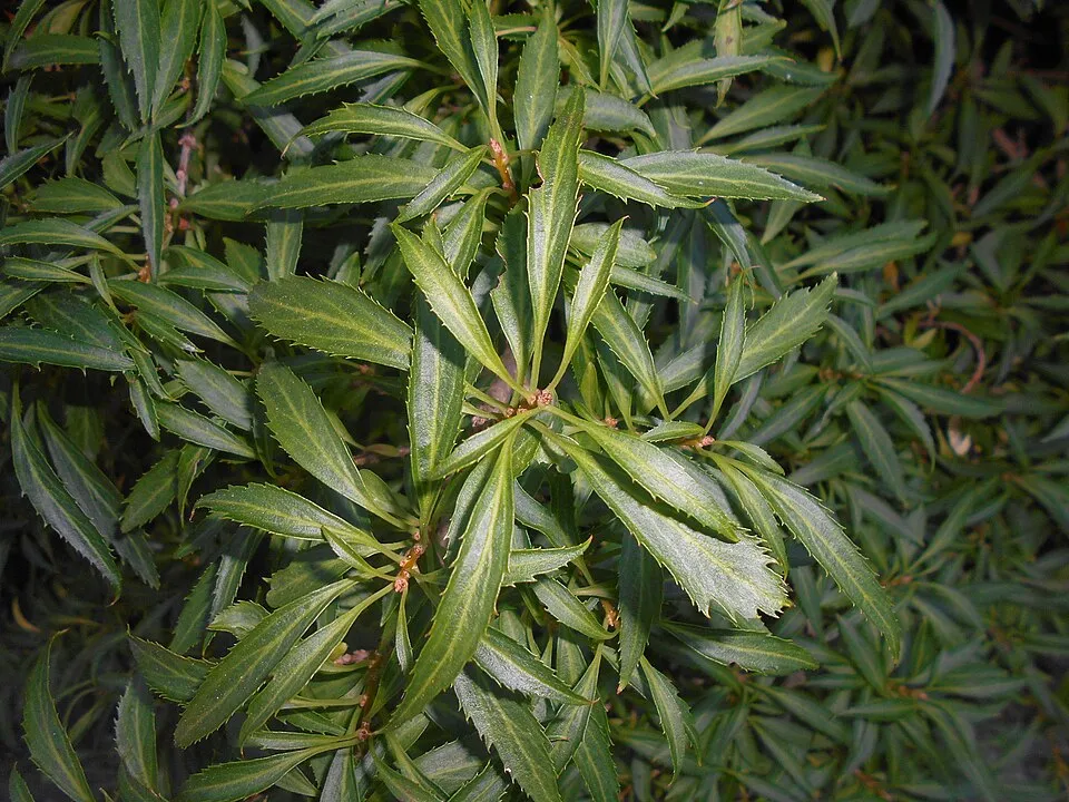 Tarkalevelű aranyvessző / Forsythia viridissima 'Kumson'