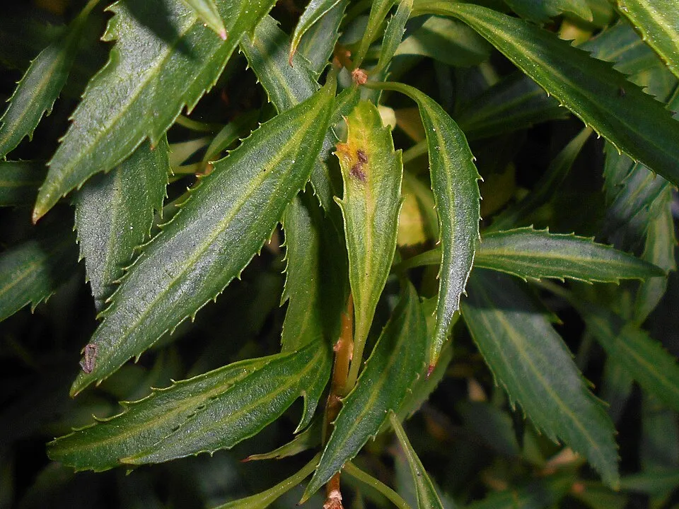 Tarkalevelű aranyvessző / Forsythia viridissima 'Kumson'