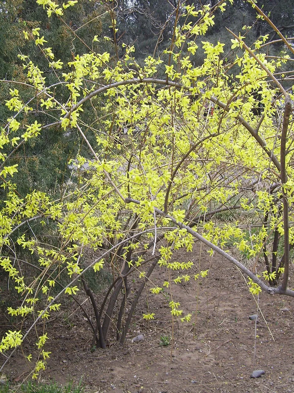 Tarkalevelű aranyvessző / Forsythia viridissima 'Kumson'