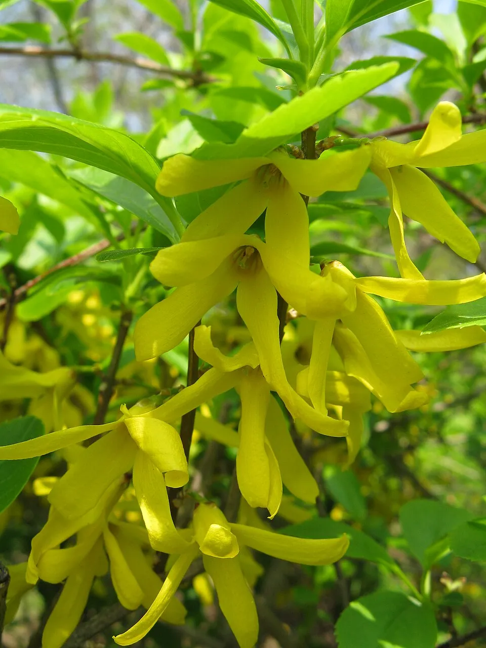 Tarkalevelű aranyvessző / Forsythia viridissima 'Kumson'