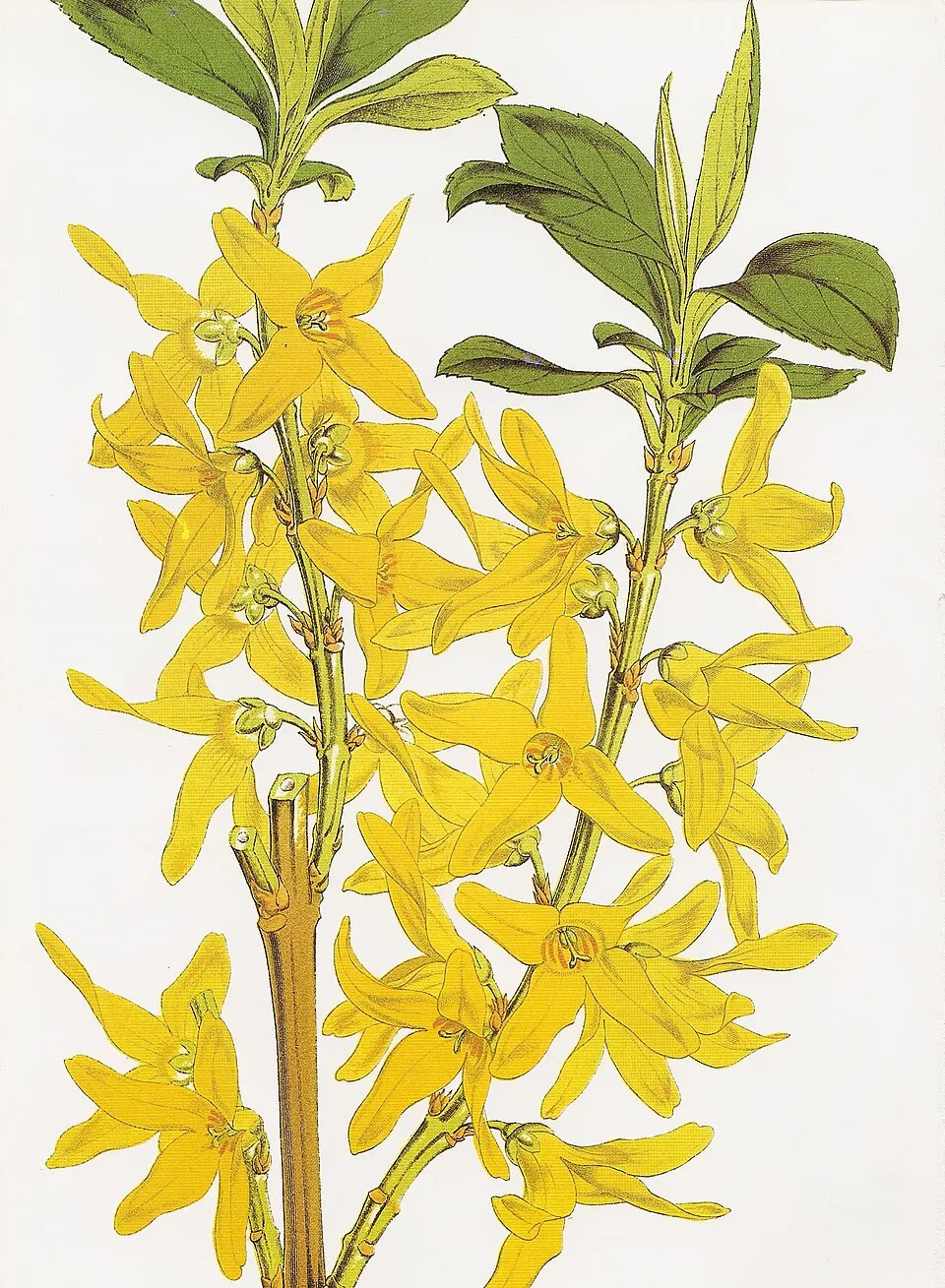 Tarkalevelű aranyvessző / Forsythia viridissima 'Kumson'