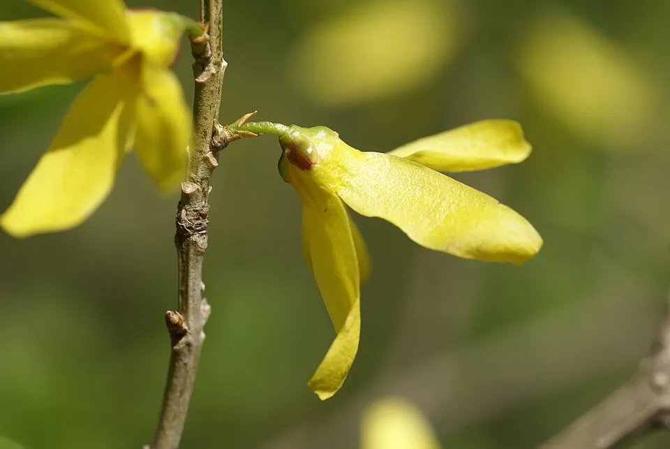 Tarkalevelű aranyvessző / Forsythia viridissima 'Kumson'