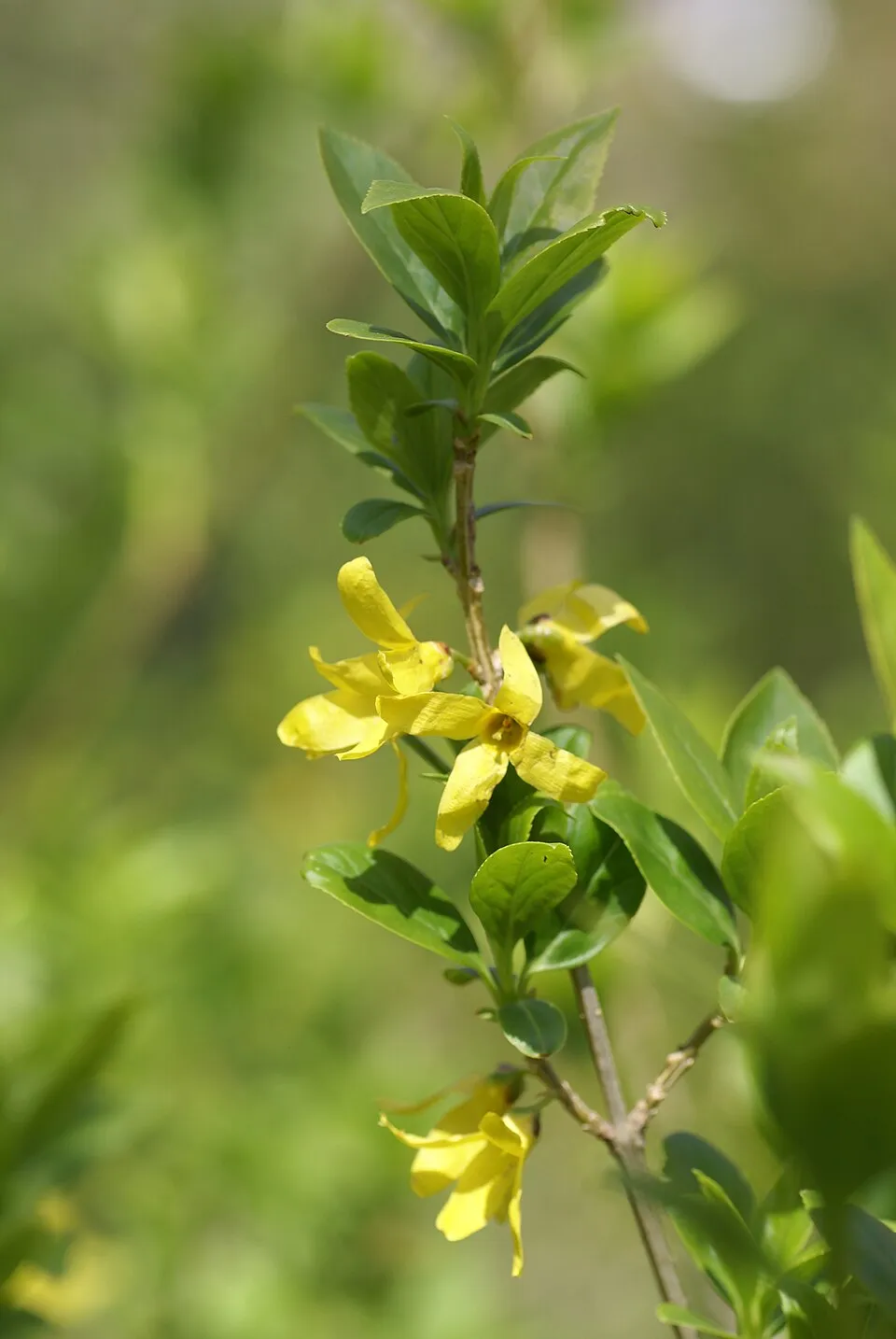 Tarkalevelű aranyvessző / Forsythia viridissima 'Kumson'