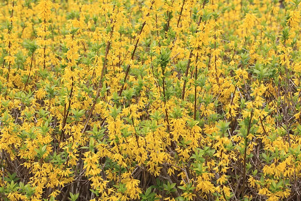 Tarkalevelű aranyvessző / Forsythia viridissima 'Kumson'