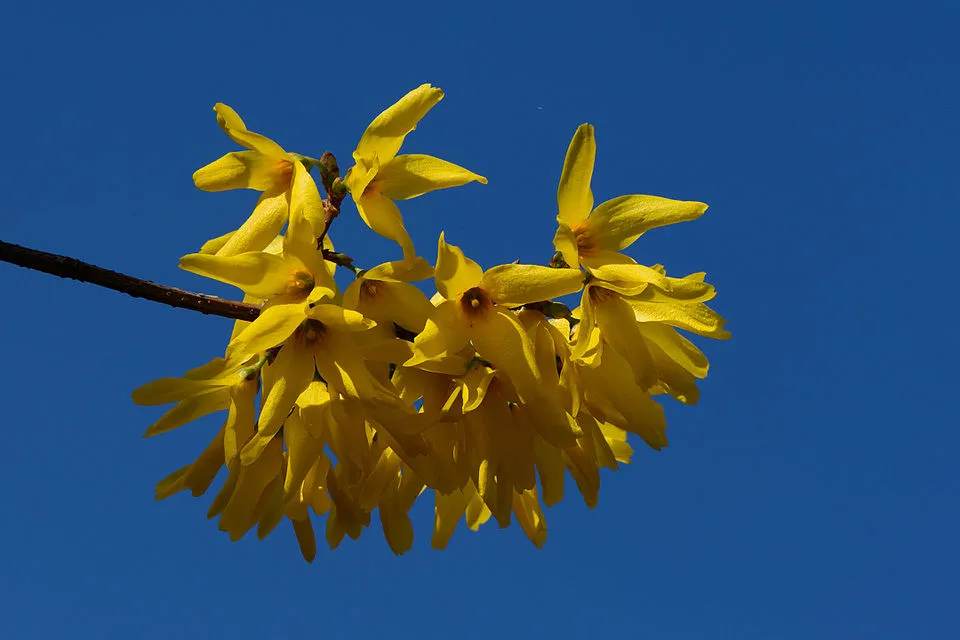 Aranyvessző / Forsythia x intermedia 'Flojor'