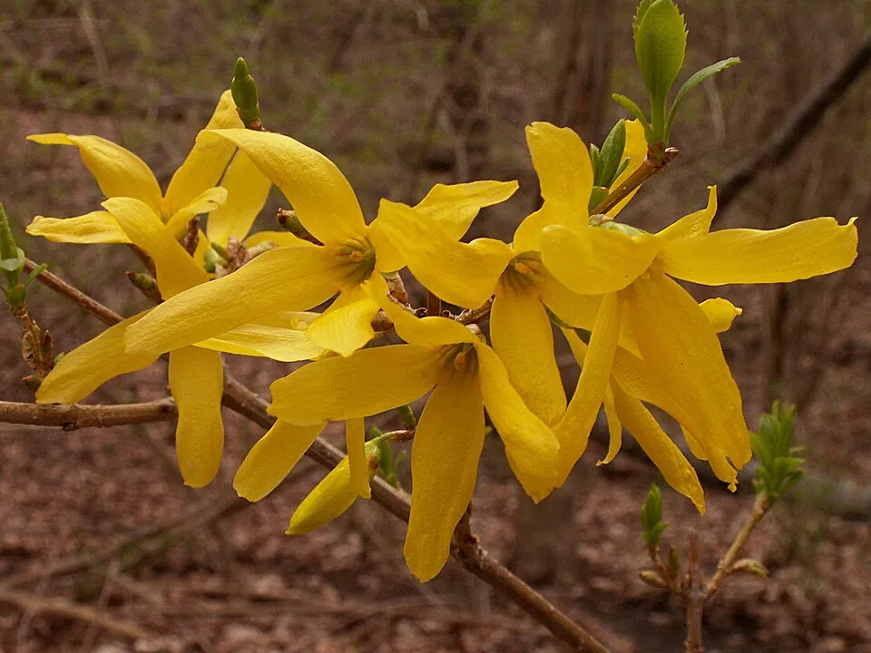 Aranyvessző / Forsythia x intermedia 'Flojor'