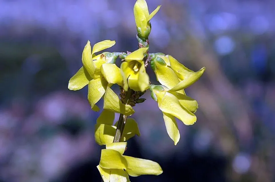 Aranyvessző / Forsythia x intermedia 'Flojor'