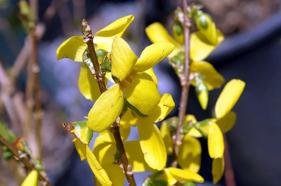 Aranyvessző / Forsythia x intermedia 'Flojor'
