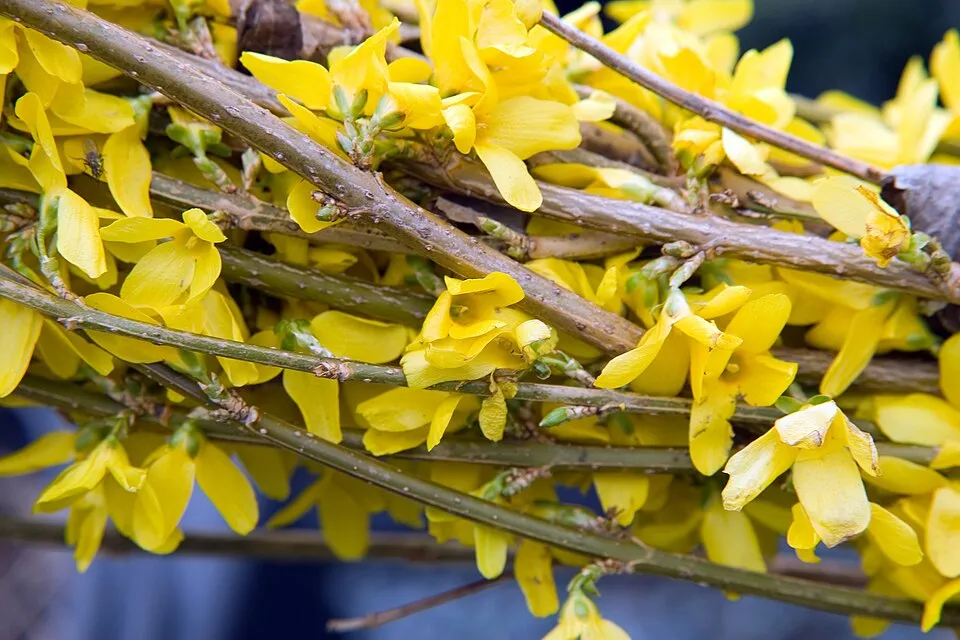 Aranyvessző / Forsythia x intermedia 'Flojor'