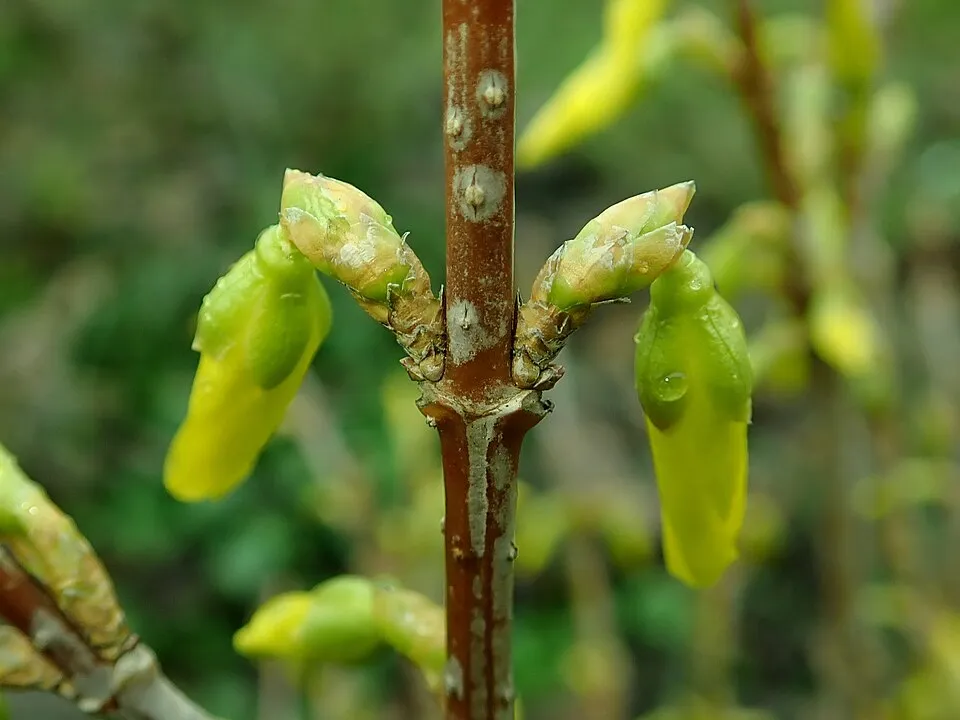 Aranyvessző / Forsythia x intermedia 'Lynwood'