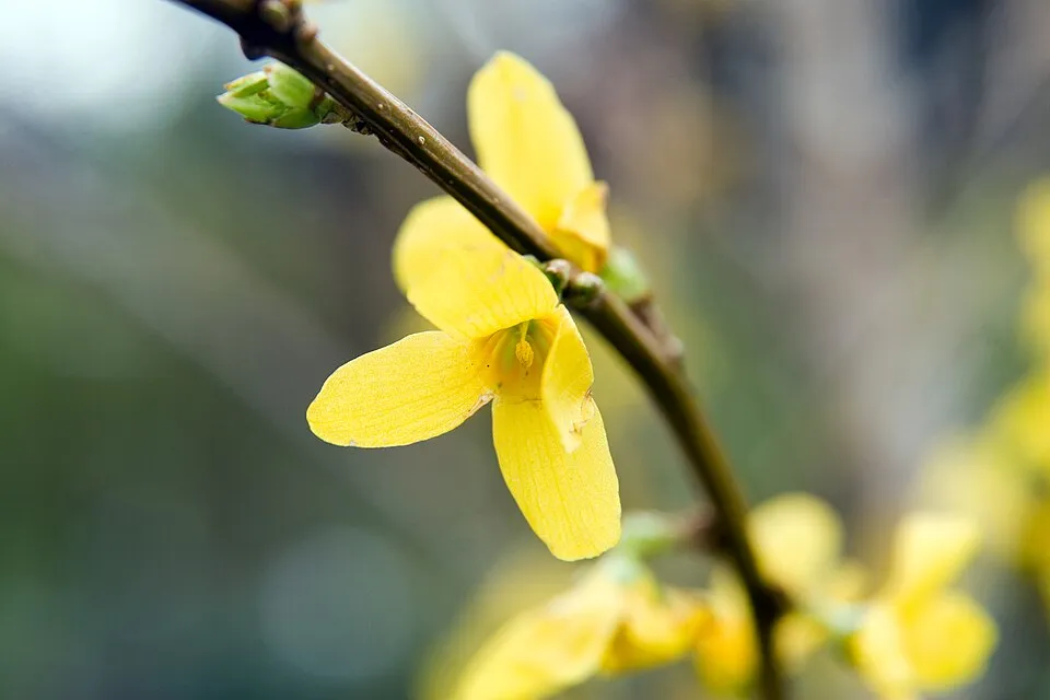 Aranyvessző / Forsythia x intermedia 'Lynwood'