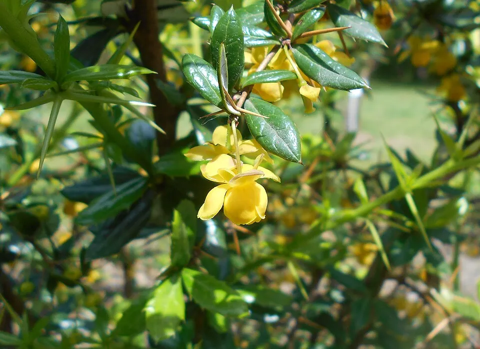Törpe ezüstös borbolya / Berberis candidula 'Jytte'