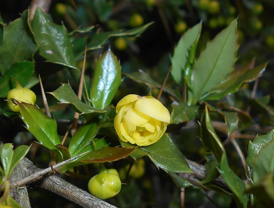 Törpe ezüstös borbolya / Berberis candidula 'Jytte'