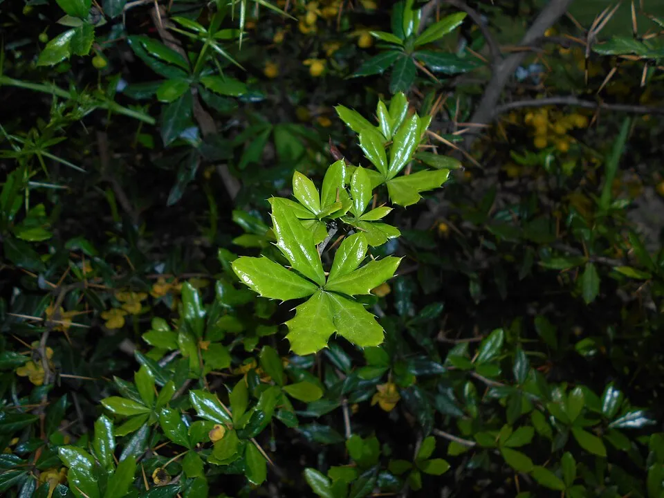 Törpe ezüstös borbolya / Berberis candidula 'Jytte'