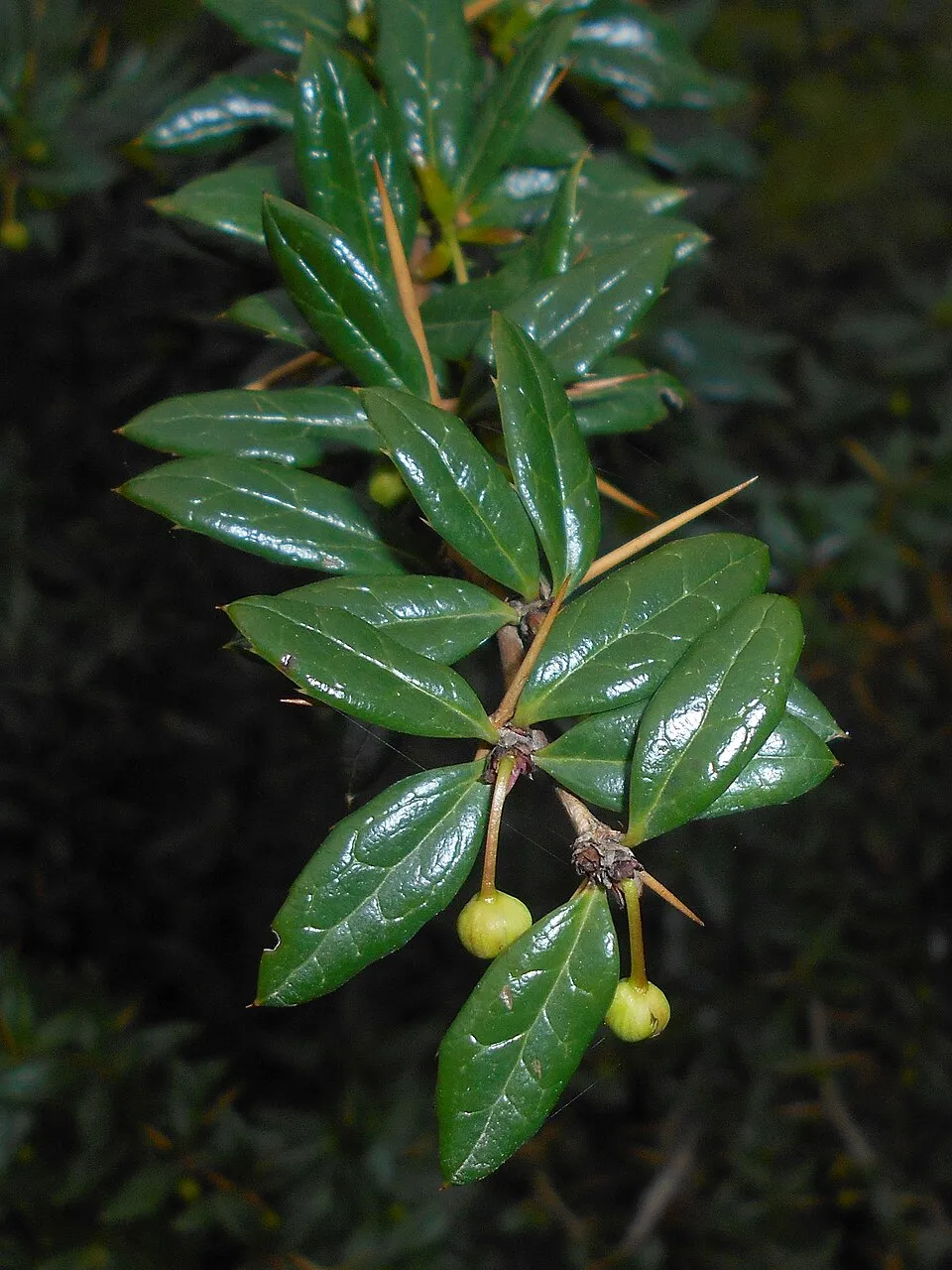 Törpe ezüstös borbolya / Berberis candidula 'Jytte'