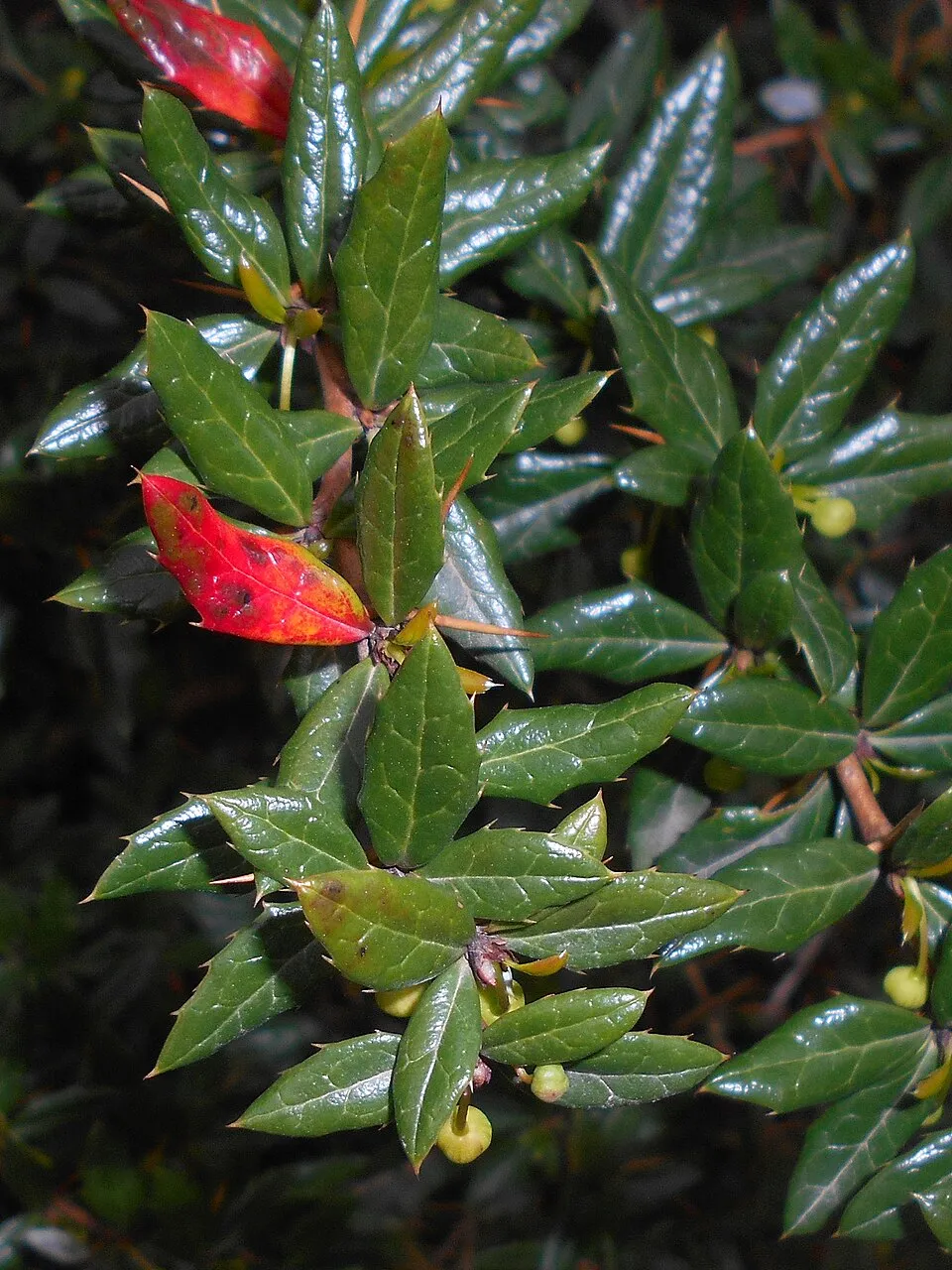 Törpe ezüstös borbolya / Berberis candidula 'Jytte'