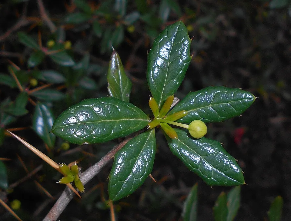 Törpe ezüstös borbolya / Berberis candidula 'Jytte'