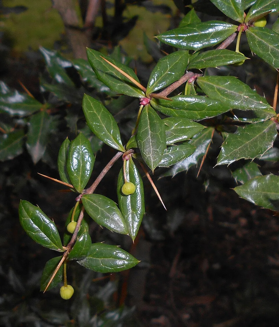 Törpe ezüstös borbolya / Berberis candidula 'Jytte'