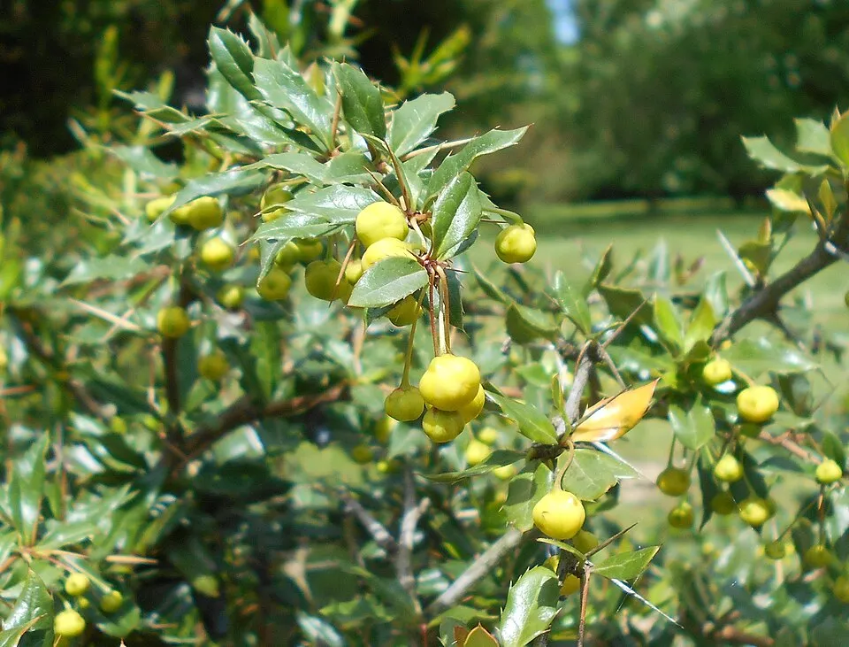 Törpe ezüstös borbolya / Berberis candidula 'Jytte'