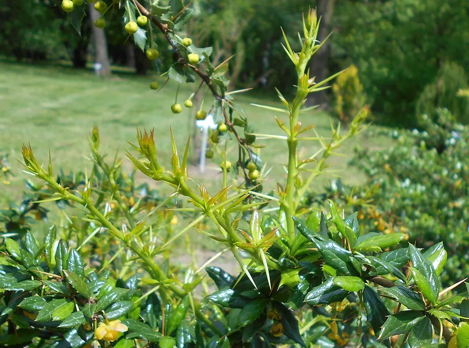 Törpe ezüstös borbolya / Berberis candidula 'Jytte'