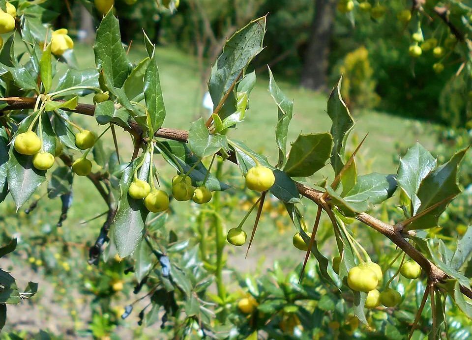 Törpe ezüstös borbolya / Berberis candidula 'Jytte'