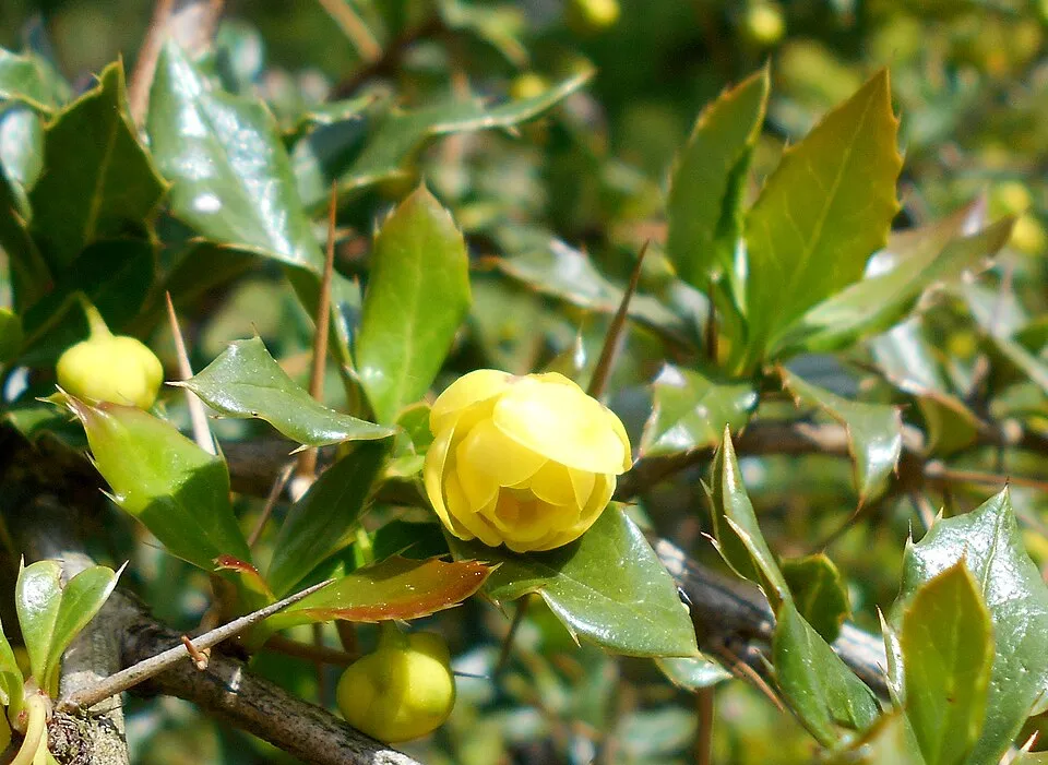 Törpe ezüstös borbolya / Berberis candidula 'Jytte'