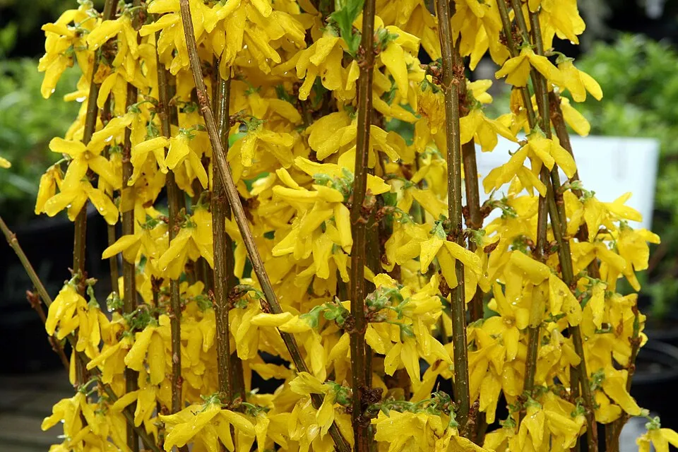 Törpe aranyvessző / Forsythia x intermedia 'Marée d'Or' ®