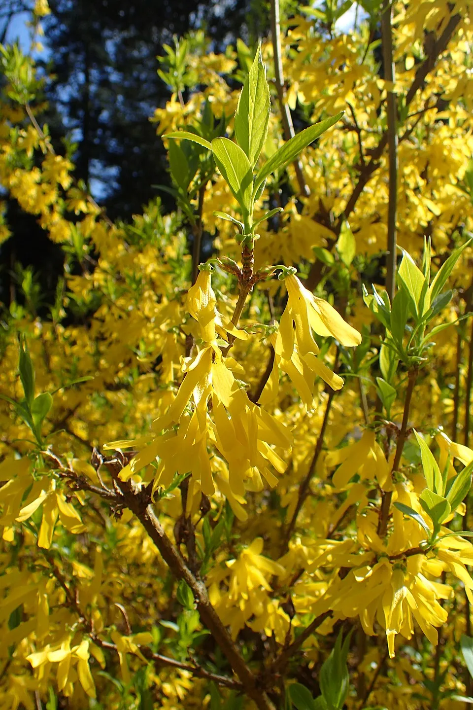Törpe aranyvessző / Forsythia x intermedia 'Marée d'Or' ®