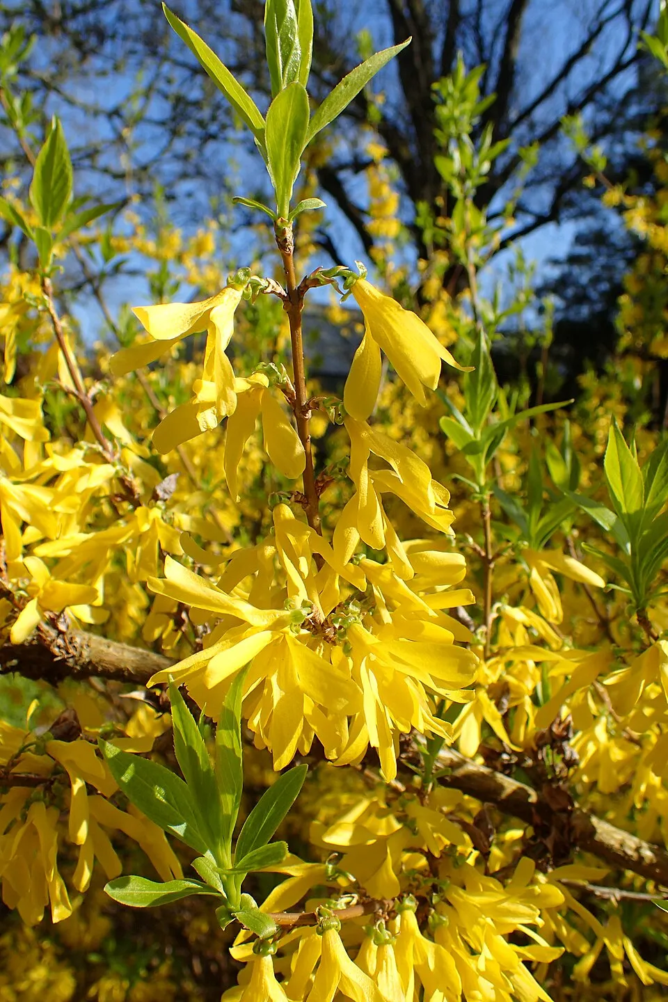 Törpe aranyvessző / Forsythia x intermedia 'Marée d'Or' ®