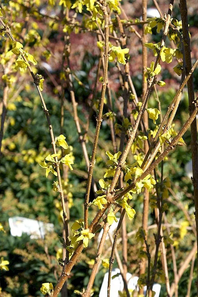Törpe aranyvessző / Forsythia x intermedia 'Marée d'Or' ®