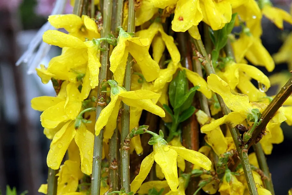 Törpe aranyvessző / Forsythia x intermedia 'Marée d'Or' ®