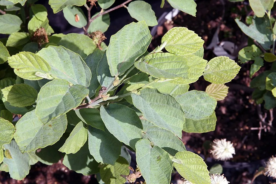 Nagylevelű bóbitacserje / Fothergilla major
