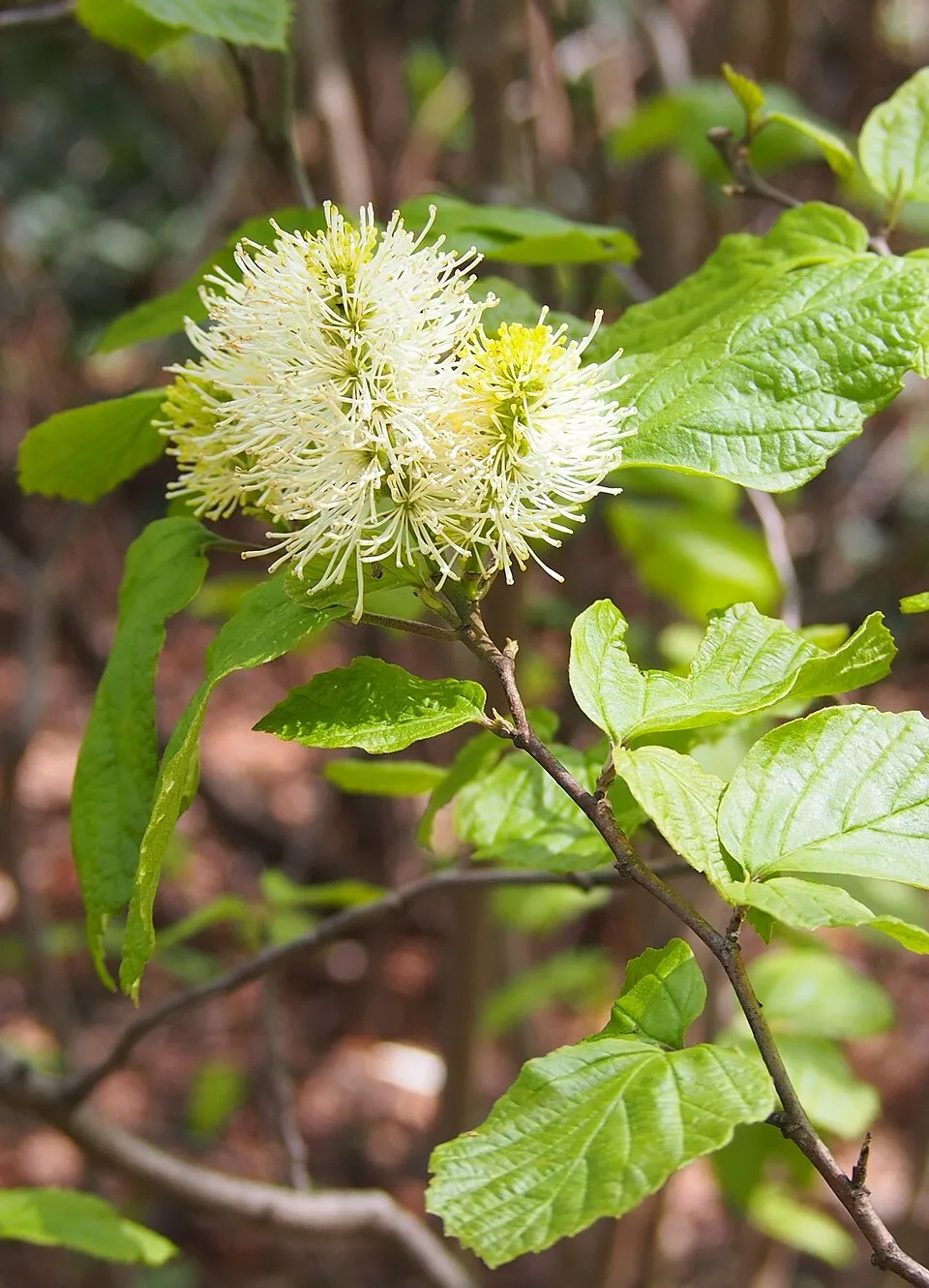 Nagylevelű bóbitacserje / Fothergilla major