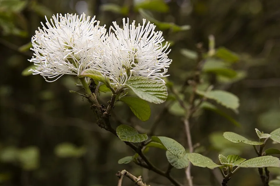 Nagylevelű bóbitacserje / Fothergilla major