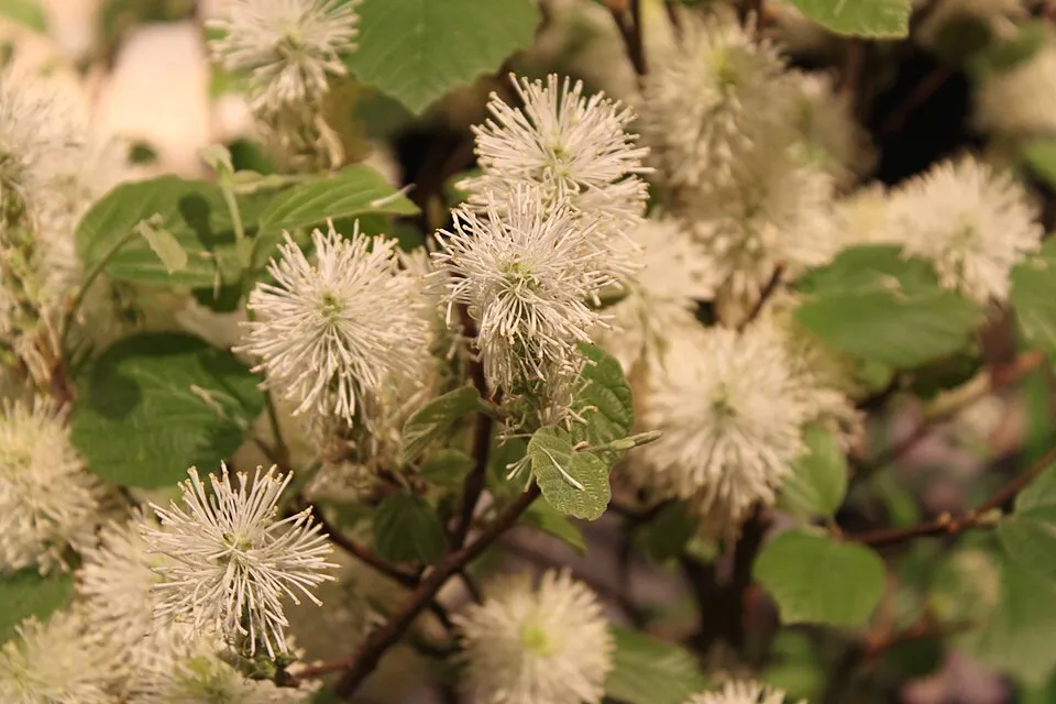Nagylevelű bóbitacserje / Fothergilla major