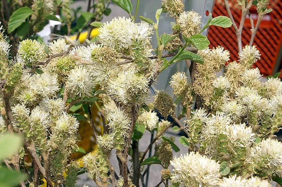 Nagylevelű bóbitacserje / Fothergilla major