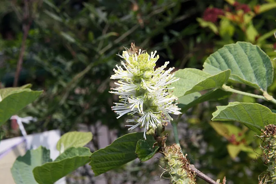 Nagylevelű bóbitacserje / Fothergilla major