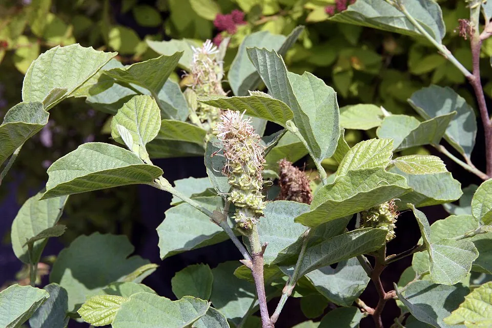Nagylevelű bóbitacserje / Fothergilla major