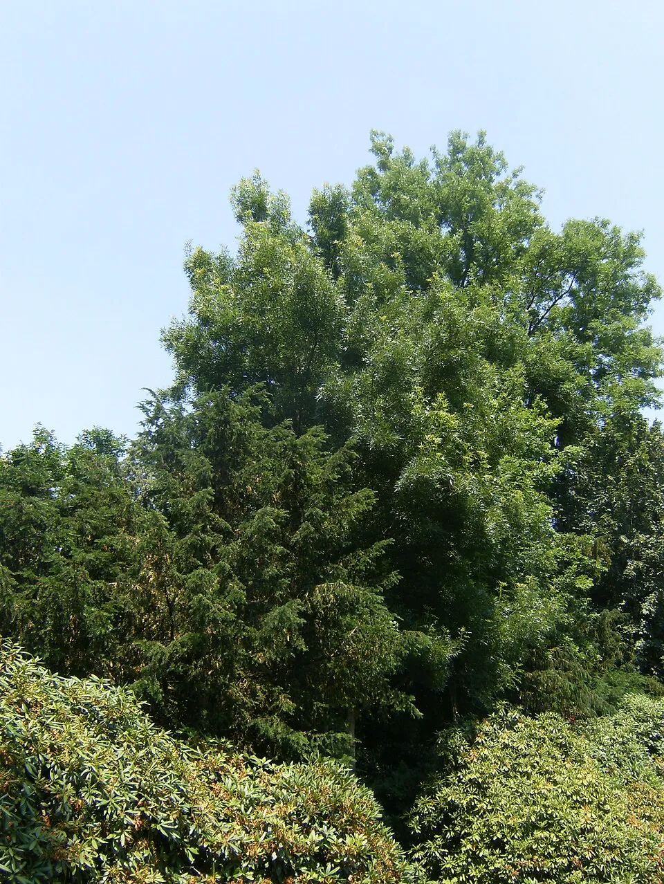 Raywood kőris / Fraxinus angustifolia 'Raywood'