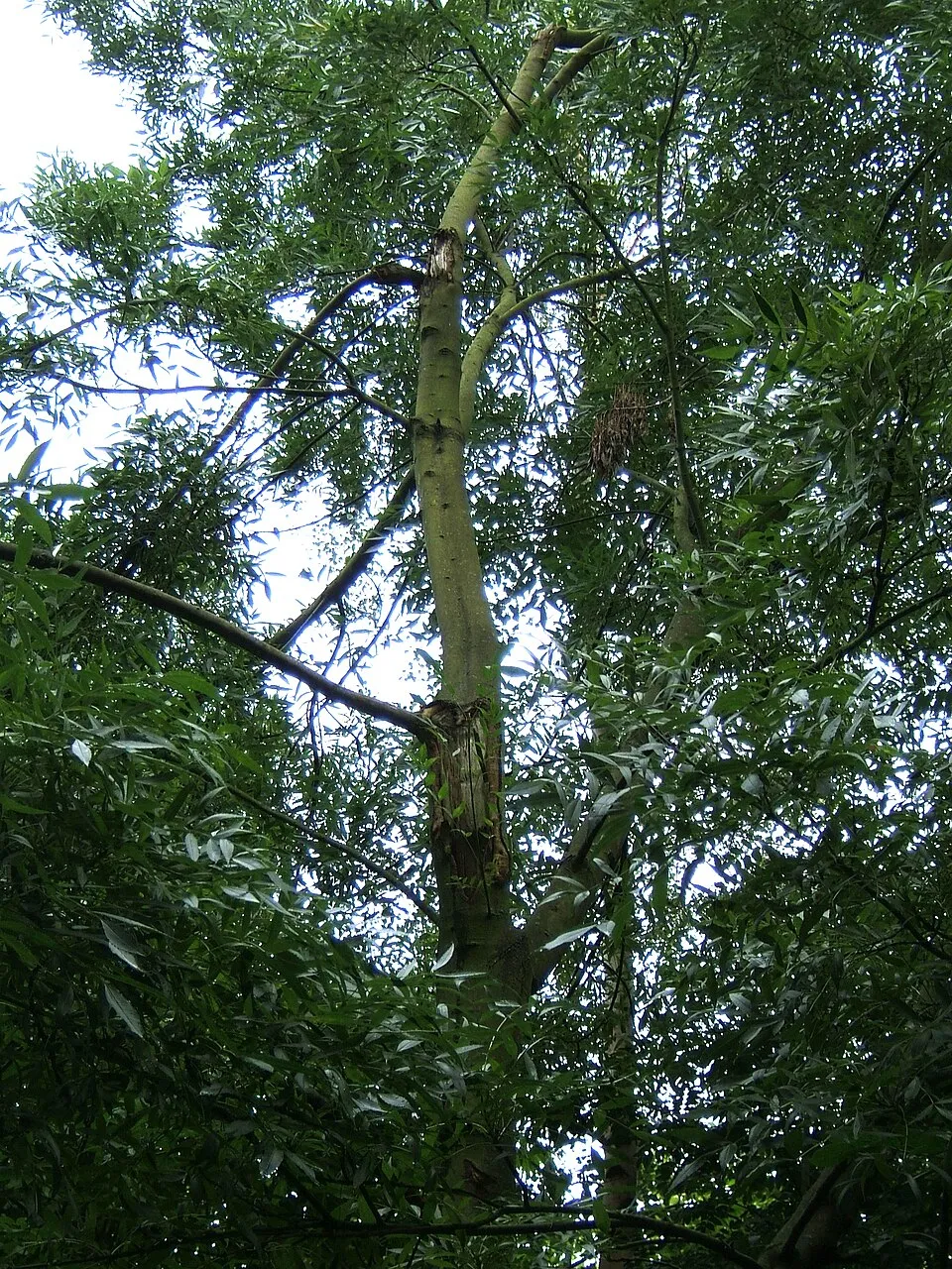 Raywood kőris / Fraxinus angustifolia 'Raywood'