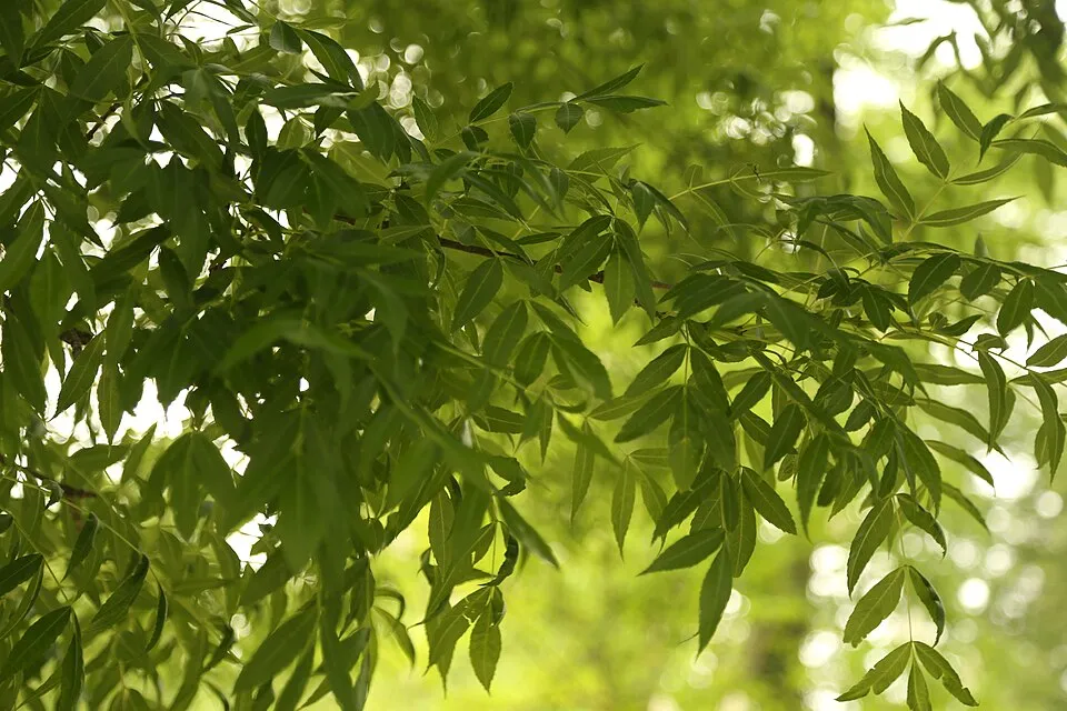 Raywood kőris / Fraxinus angustifolia 'Raywood'